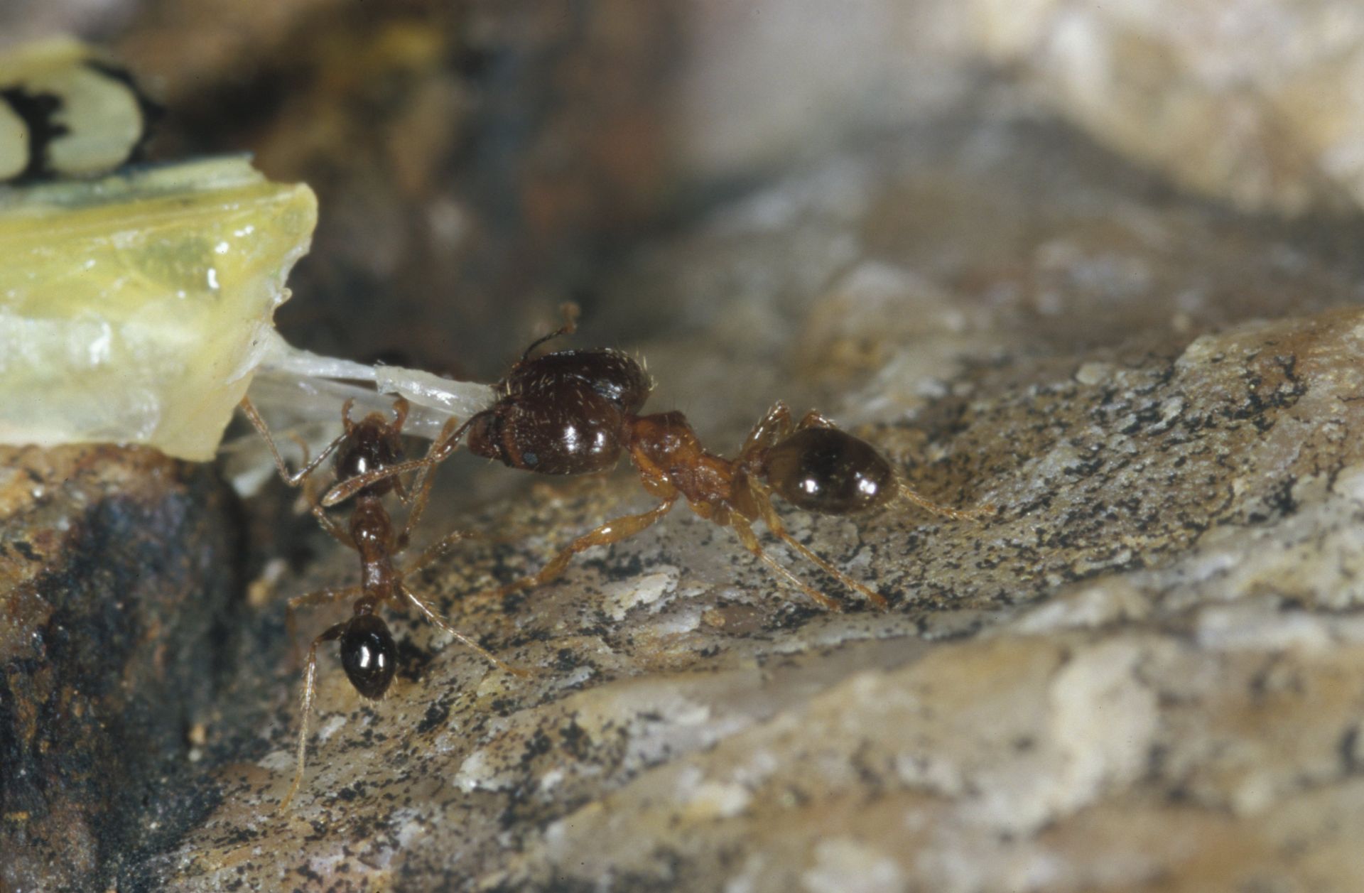 Coastal Brown Ants